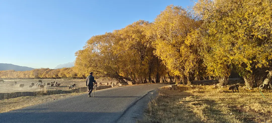 A shepherd walks past grazing sheep as the road curves into golden willows, Tashkurgan