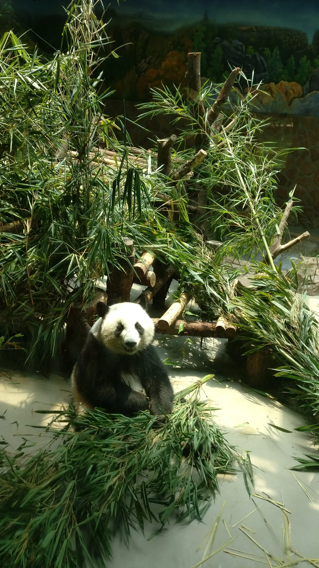 A giant panda settled into its bamboo lunch, Chengdu Panda Base