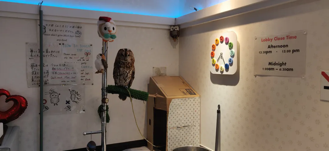 A tawny owl perched at a Tokyo owl café