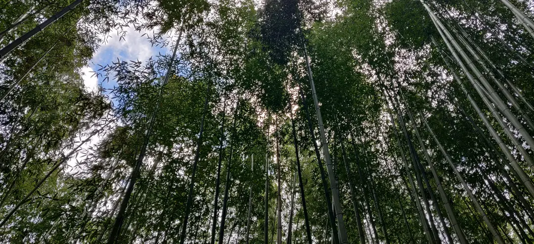 Looking up through the Arashiyama bamboo grove
