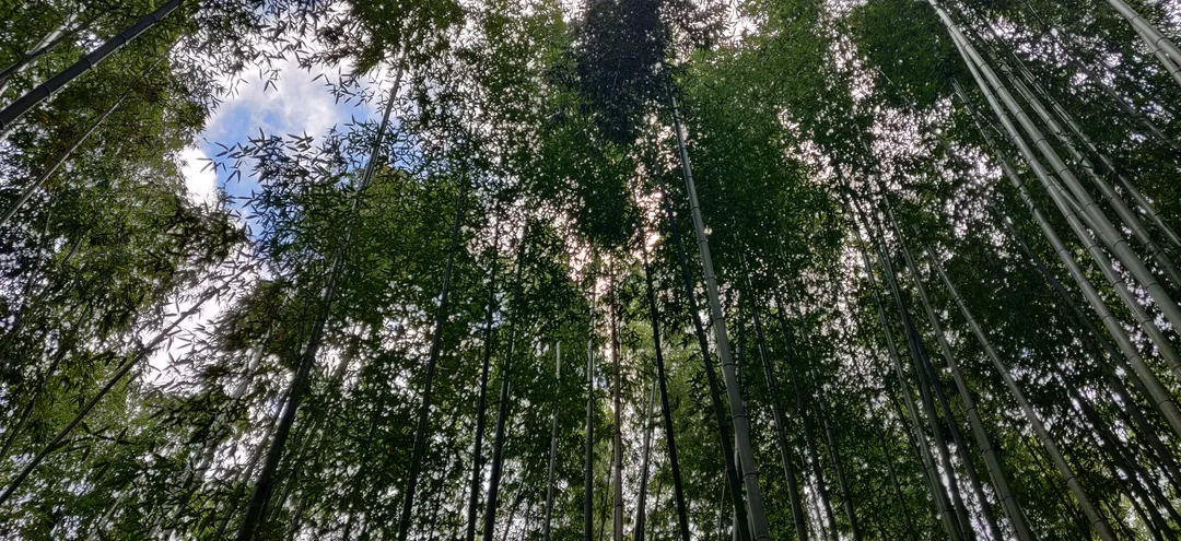 Looking up through the Arashiyama bamboo grove