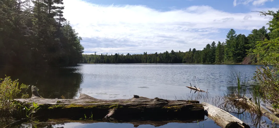 Still water and driftwood, Algonquin Provincial Park