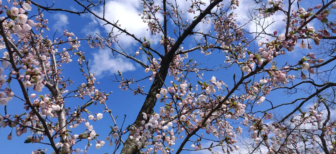 Cherry blossoms against a May sky, Toronto